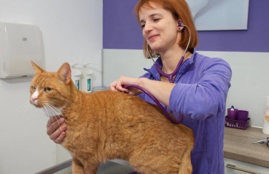 Mehr Tiere impfen, doch das einzelne Tier nur so viel wie nötig!