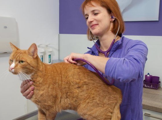 Mehr Tiere impfen, doch das einzelne Tier nur so viel wie nötig!